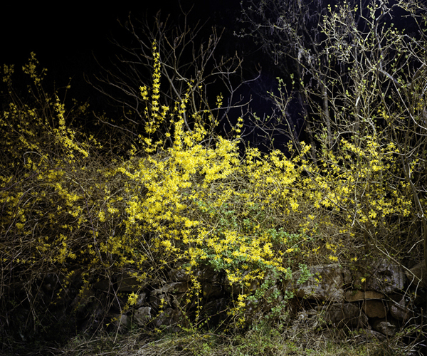 Forsythia